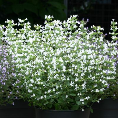 Душевник котовниковый Вайт Клоуд Душевник котовниковый Вайт Клоуд - Dolina-Sad.Ru