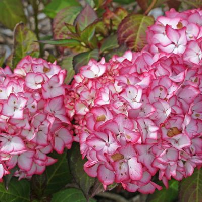 Гортензия крупнолистная Мираи - Dolina-Sad.Ru