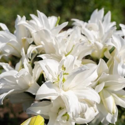 Лилия Роузлили Тирза Лилия Роузлили Тирза - Dolina-Sad.Ru