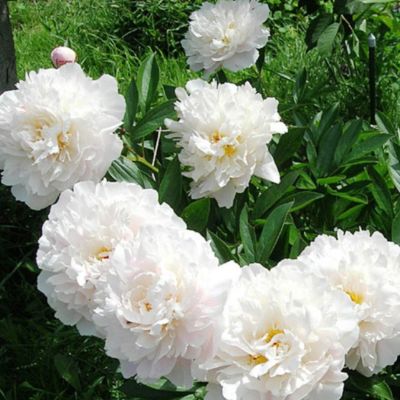 Пион Чарльз Вайт Пион Чарльз Вайт - Dolina-Sad.Ru