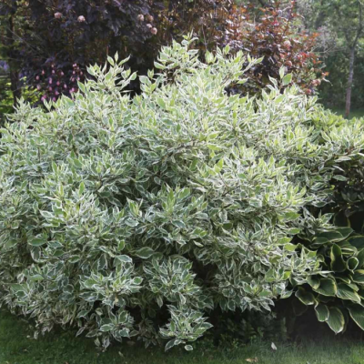 Дерен белый белоокаймленный Дерен белый белоокаймленный - Dolina-Sad.Ru