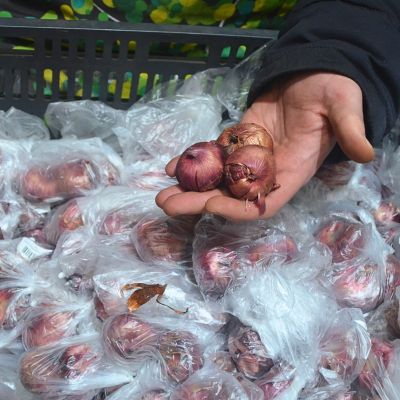 Гладиолус Кам Лауд Гладиолус Кам Лауд фото