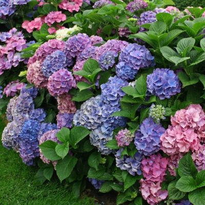 Гортензия крупнолистная Хамелеон Гортензия крупнолистная Хамелеон фото