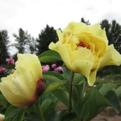 Пион Шайнинг Лайт Пион Шайнинг Лайт фото