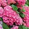Гортензия крупнолистная Эрли Пинк - Dolina-Sad.Ru