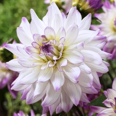 Георгина Виктория Энн Георгина Виктория Энн фото