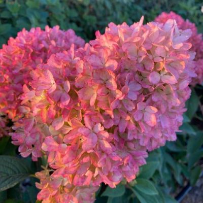 Гортензия метельчатая Петит Флори, С3 - Dolina-Sad.Ru
