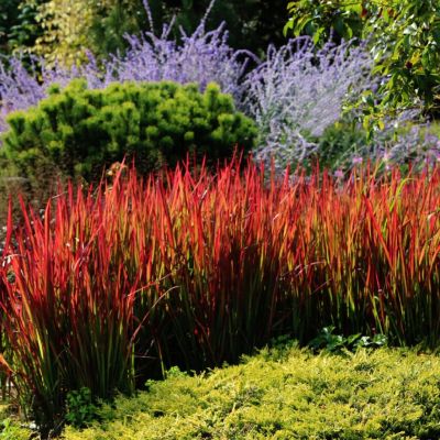 Просо прутьевидное Сангриа Просо прутьевидное Сангриа - Dolina-Sad.Ru