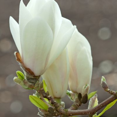 Магнолия суланжа Ленней Магнолия суланжа Ленней - Dolina-Sad.Ru