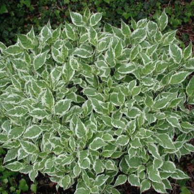 Дерен белый белоокаймленный Дерен белый белоокаймленный - Dolina-Sad.Ru