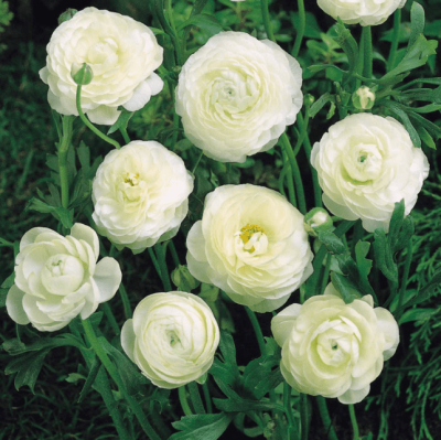 Ранункулюс Вайт фото
