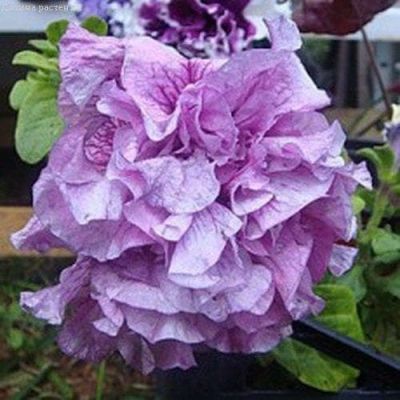 Петуния Дуо лавандовый F1 махровый гранул. Петуния Дуо лавандовый F1 махровый гранул. фото