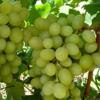 Виноград Ландыш - Dolina-Sad.Ru