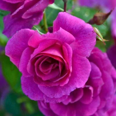 Роза Блю Белл - Dolina-Sad.Ru