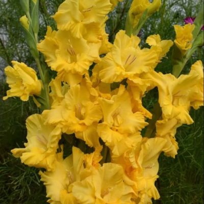 Гладиолус Голден Фэнтэзи Гладиолус Голден Фэнтэзи - Dolina-Sad.Ru