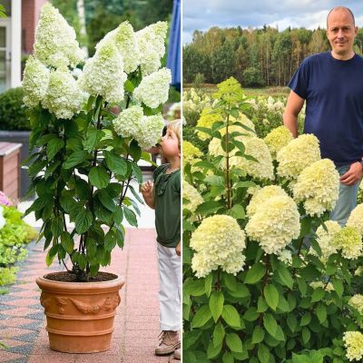 Микс гортензий Гиганты Микс гортензий Гиганты - Dolina-Sad.Ru