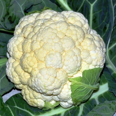 Капуста цветная Опаал (Голландия) фото