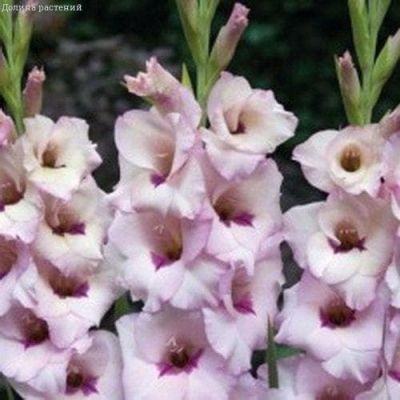Гладиолус Венеция Гладиолус Венеция фото