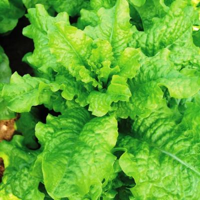 Салат Московский фото