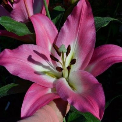 Лилия Брузаго - Dolina-Sad.Ru