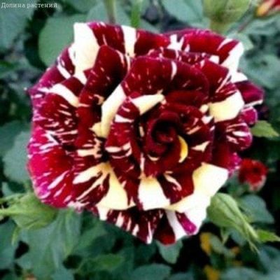 Роза Фокус-покус Роза Фокус-покус фото