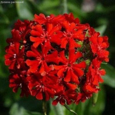 Лихнис ХАЛЦЕДОНСКИЙ ЗОРЬКА Лихнис ХАЛЦЕДОНСКИЙ ЗОРЬКА фото