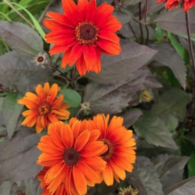 Гелиопсис Файертвистер Гелиопсис Файертвистер - Dolina-Sad.Ru