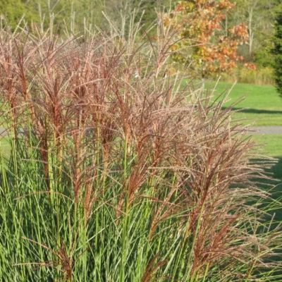 Мискантус китайский Аутумн Ред , C3 Мискантус китайский Аутумн Ред , C3 фото