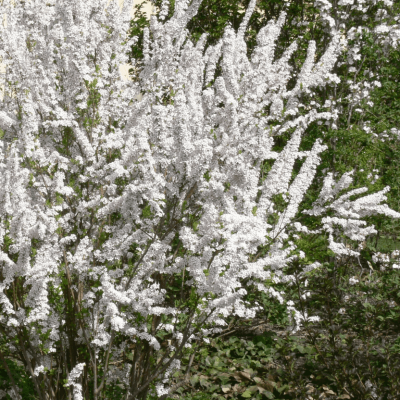 Спирея Тунберга "Фуджино Пинк" фото