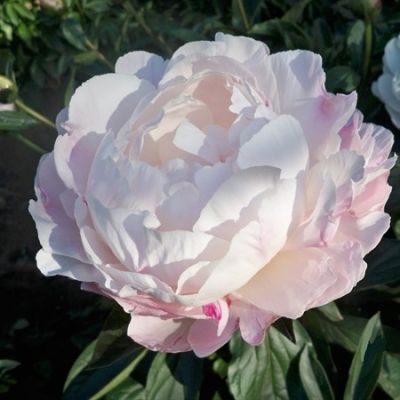 Пион Гардения фото