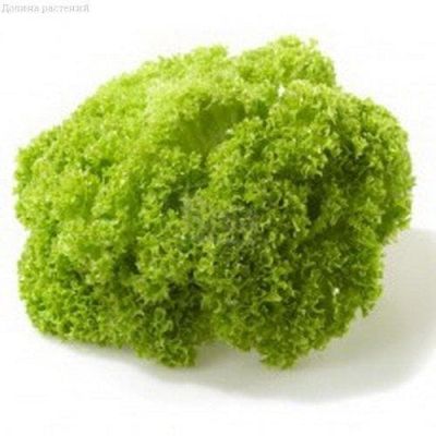 Салат Лолло Бионда Салат Лолло Бионда фото