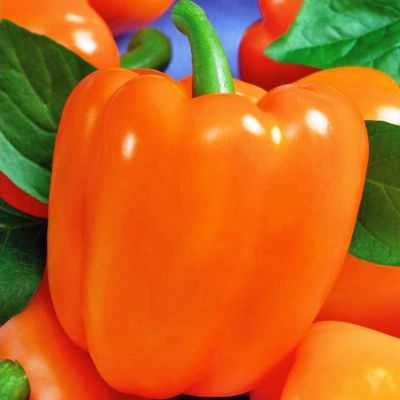 Перец Оранжевое чудо Перец Оранжевое чудо фото