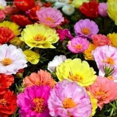 Портулак Феерия махровый Портулак Феерия махровый фото