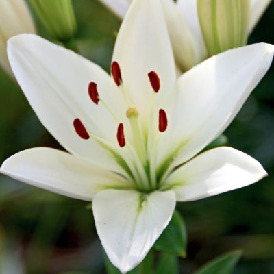 Лилия Айсмен Лилия Айсмен - Dolina-Sad.Ru