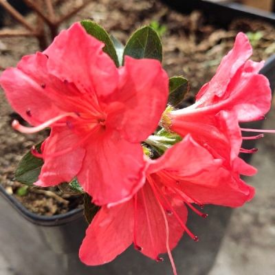 Рододендрон Бриллиант Рододендрон Бриллиант - Dolina-Sad.Ru