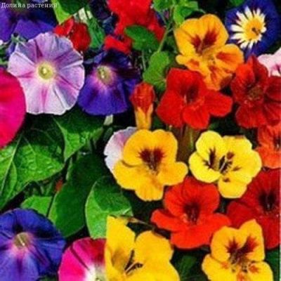 Декоративная смесь Однолетних Вьюнов фото