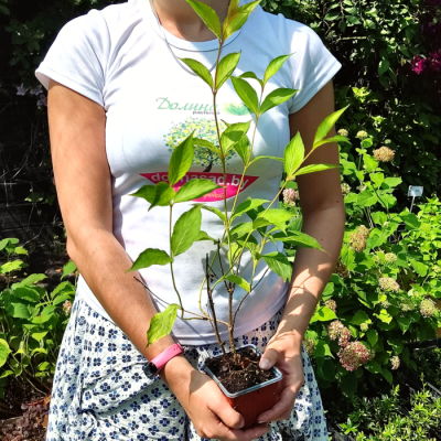 Вейгела Эвита Вейгела Эвита - Dolina-Sad.Ru