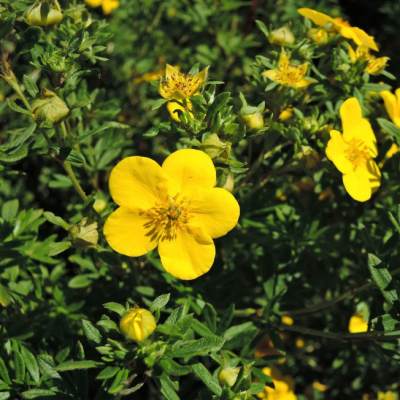 Лапчатка кустарниковая ГолдФингер Лапчатка кустарниковая ГолдФингер фото