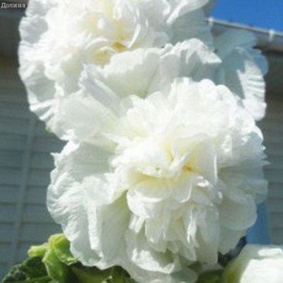 Шток-Роза Белая фото