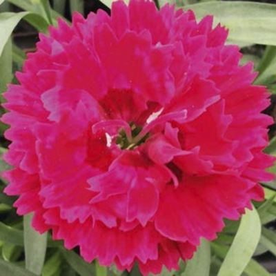 Гвоздика Свит Плеже Черри Айз - Dolina-Sad.Ru