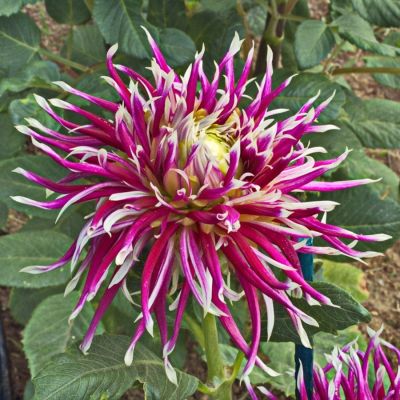 Георгина Холихилл Спайдер Вуман Георгина Холихилл Спайдер Вуман - Dolina-Sad.Ru