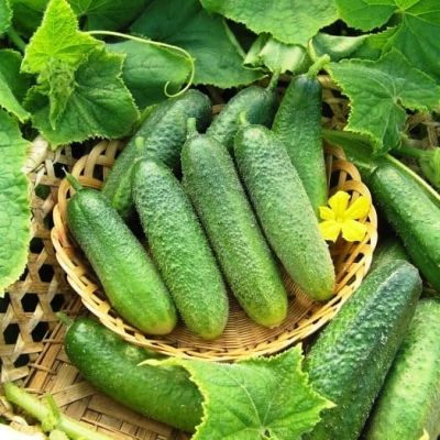 Огурец Моравский корнишон F1 фото