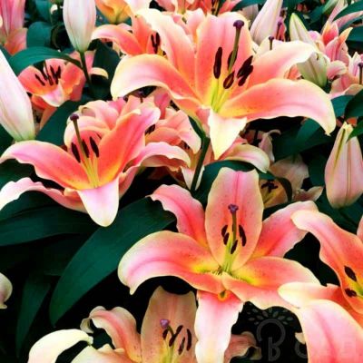 Лилия Зельмира - Dolina-Sad.Ru