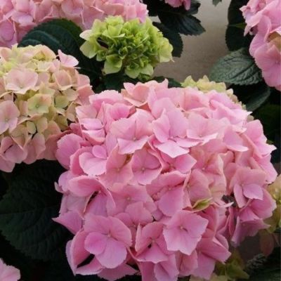 Гортензия крупнолистная Пинк Сенсейшн, С2 Гортензия крупнолистная Пинк Сенсейшн, С2 - Dolina-Sad.Ru
