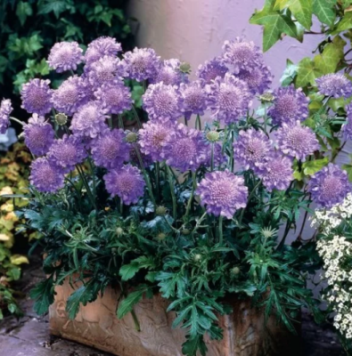 Скабиоза Темно-Пурпурная Ледяное Сердце Скабиоза Темно-Пурпурная Ледяное Сердце фото