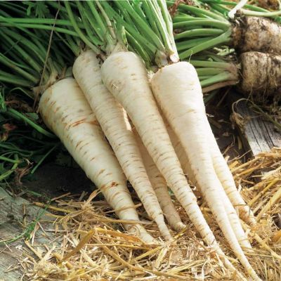 Петрушка корневая Сахарная Петрушка корневая Сахарная фото