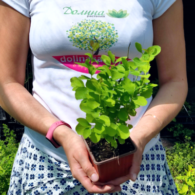 Снежноягодник Доренбоза Вайт Хедж фото