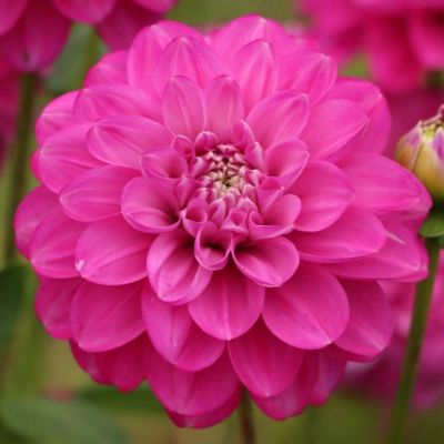 Георгина Мева - Dolina-Sad.Ru