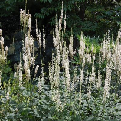 Воронец кистевидная кордифолия - Dolina-Sad.Ru