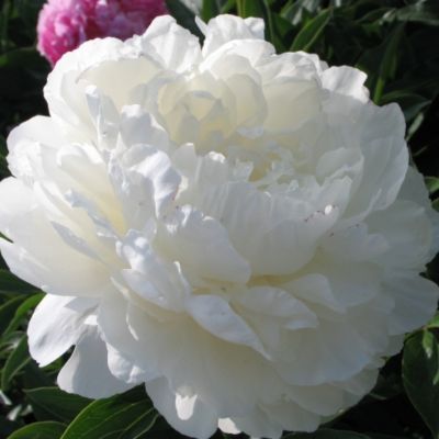 Пион Лилиан Вайлд - Dolina-Sad.Ru